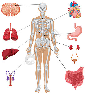 白色背景上的人体器官图片