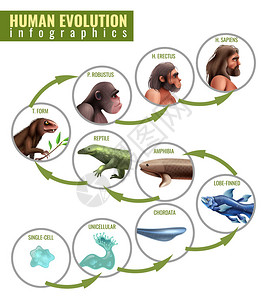 人类进化图表高清图片