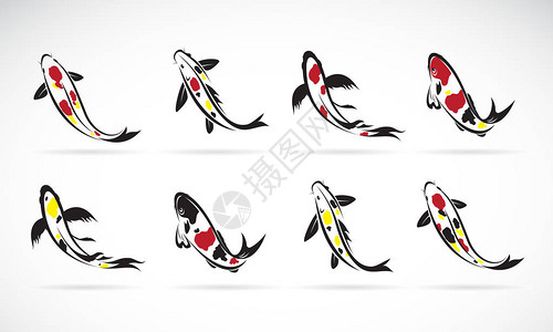 美容焕颜在白色背景下被分离的鲤鱼锦鲤鱼的载体宠物动物插画