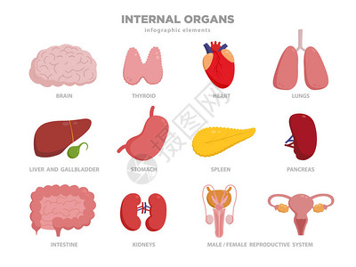 可爱的人体器官矢量卡通插图在平面设计中器官图标集上白色孤立心肝脑胃肺肾肠胰腺膀胱背景图片