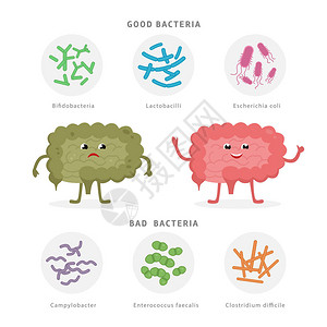 人体肠道中的好细菌和坏细菌双歧杆菌乳酸杆菌大肠杆菌弯曲杆菌粪肠球菌艰难梭菌与人体轮廓图片