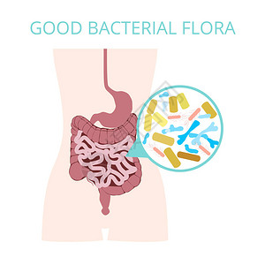 fermentated微生物区系肠道高清图片