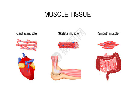 肌肉组织的类型高清图片