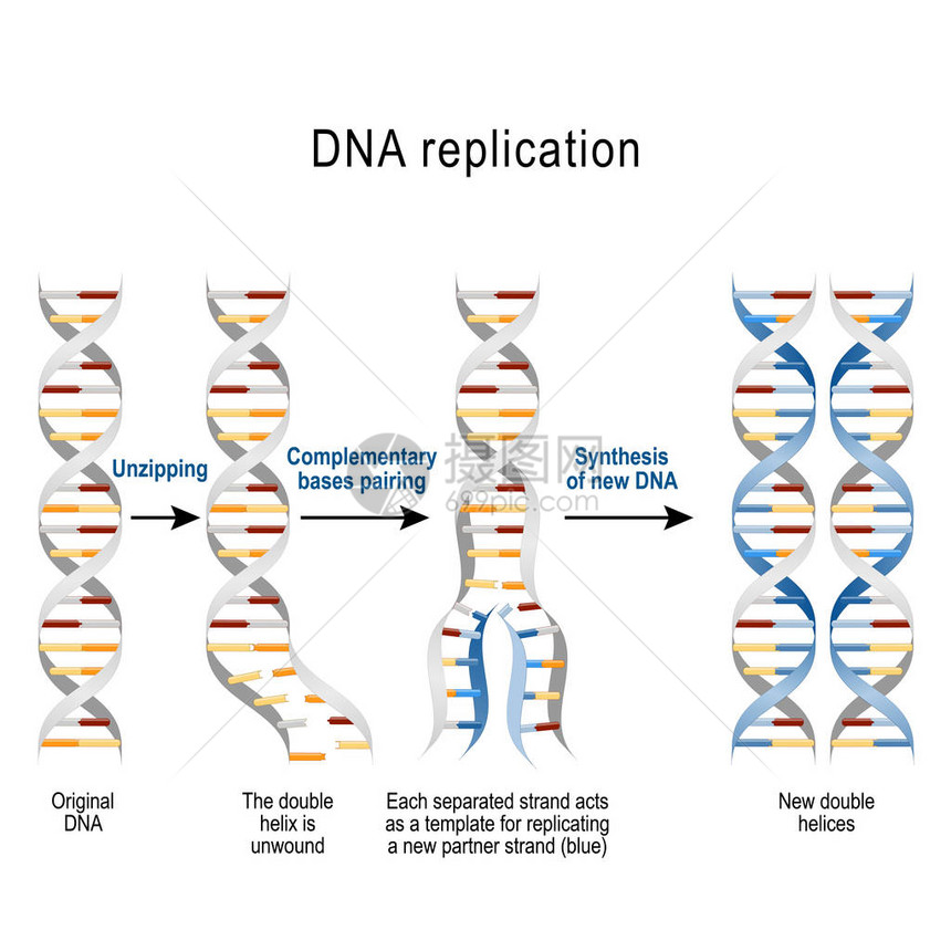 基因复制脚步双螺旋展开每个分离的链充当复制新链的模板用于科学医学和图片