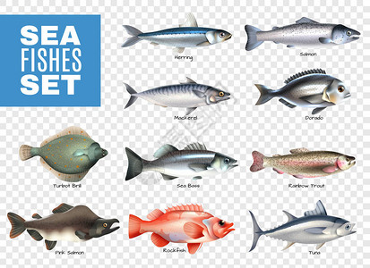 海水鱼透明套装插画