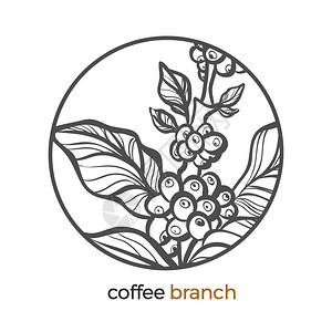 咖啡矢量贴纸豆科标志谷物植线条画设计圆框现实植物生态热带自然图形素描图片