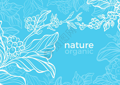 自然包装的矢量模板热带芳香植物自然磨砂有机树咖啡枝叶豆浆果的复古花卡艺术设计线条草图的天背景图片