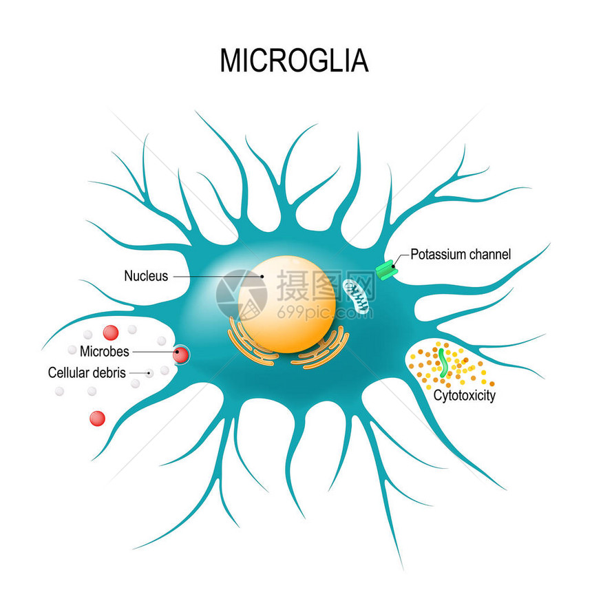小胶质细胞的解剖胶质细胞是中枢神经系统免疫防御的巨噬细胞用于教育医疗生物和科学图片