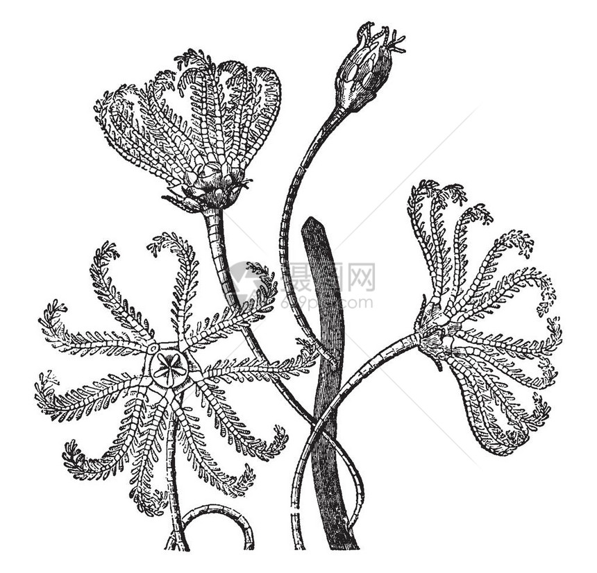 这是属于海星家族的Crinoidea它们被树根附着在海洋岩石上他们有长和灵活的茎复古线画或雕刻插图图片