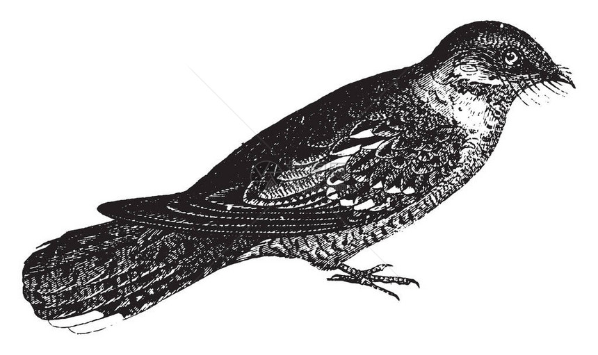 在我们农村人口的估计中夜莺是一种邪恶的预兆它是一种古老的线条绘制或雕刻插图图片