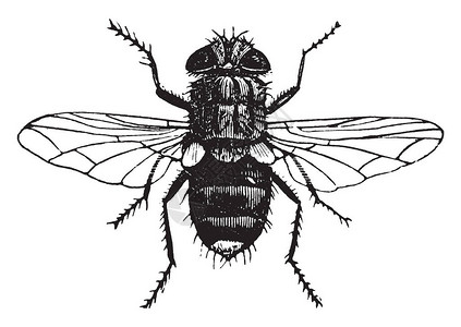 黄尾Tachina苍蝇是寄蝇科家族的昆虫复古线条画或雕刻插图背景图片
