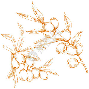 橙沙棘植物白色背景上的矢量图标背景包装图案框架或边框的矢量花背景图片