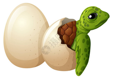 小海龟孵化插图图片