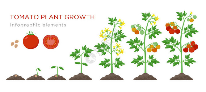 番茄植物生长阶段在平面设计中的信息图表元素背景图片