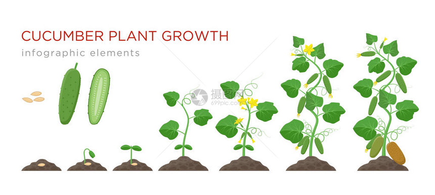 黄瓜植物生长阶段在平面设计中的信息图表元素图片