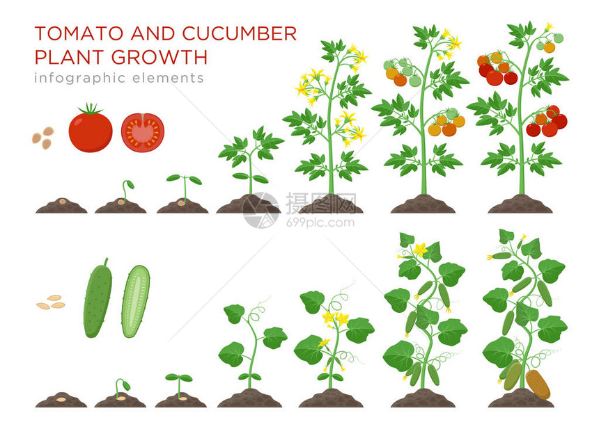 番茄和黄瓜植物生长阶段在平面设计中的信息图表元素图片