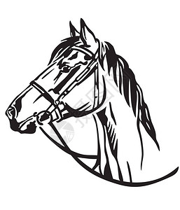 辔头装饰肖像在马的轮廓与缰绳矢量孤立插图的白色用于设计和纹身的图像插画