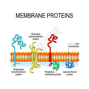 淀粉样蛋白膜蛋白整合和外周膜蛋白单程和多程跨膜螺旋脂质锚定蛋白用于生物科学和用插画