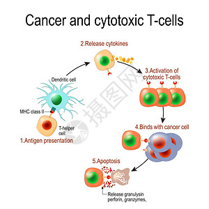 T8灯管癌症和毒T淋巴杀死癌免疫反应释放穿孔素和颗粒酶攻击癌穿孔素颗粒酶的作用进入靶的细插画
