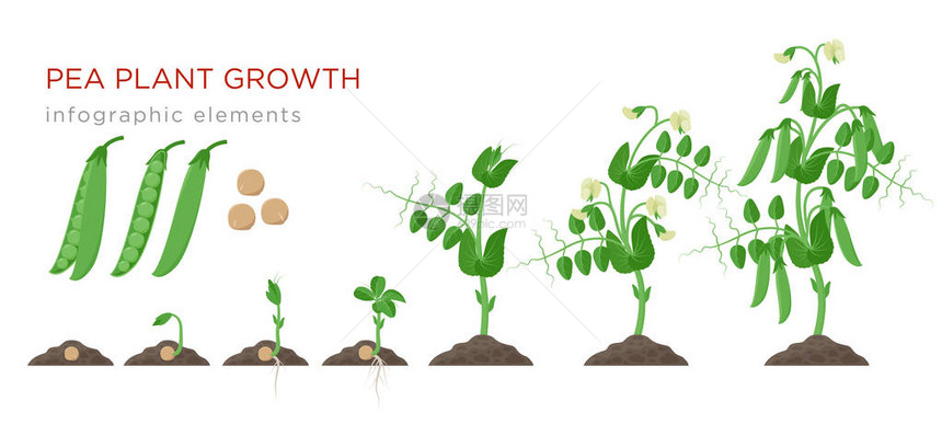 豌豆植物生长阶段在平面设计中的信息图表元素图片