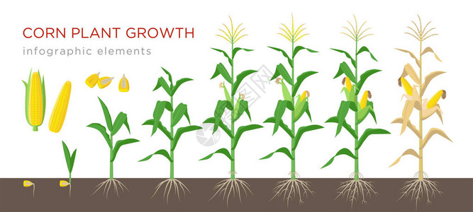玉米根平面设计中的玉米生长阶段矢量图解玉米植物的种植过程从谷物到开花和结果植物的玉米生长在下被隔离成熟插画