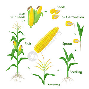 节间玉米植物生长信息图表元素从种子到果实插画