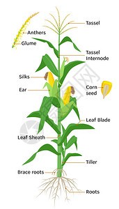 节间玉米植物图信息图表元素与玉米植物的部分花药流苏玉米穗玉米棒根茎丝开花种子水果矢量百科全书插画