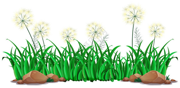 白色背景插图上的孤立草背景图片