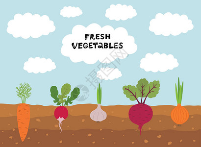 蓝色天空的新鲜有机菜园设置蔬菜植物生长地下胡萝卜洋葱大蒜萝卜甜菜图片