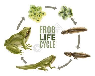 青蛙生命周期集图片
