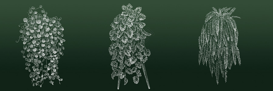 波斯顿蕨白色粉笔画垂吊植物合集插画