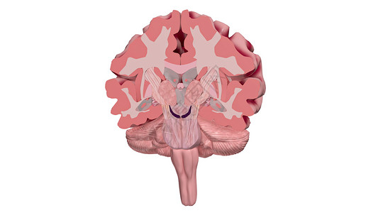 前脑阿尔茨海默氏病脑截面设计图片