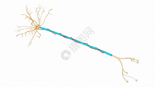 神经的动脉供应图片