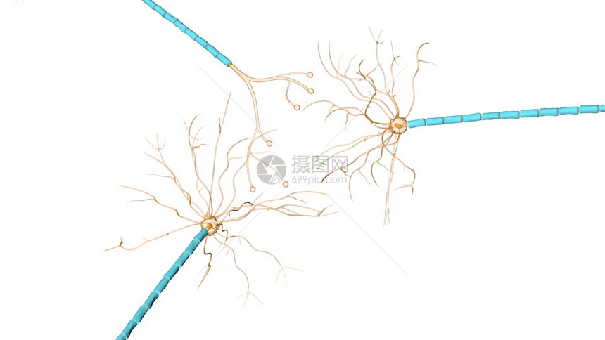 多动症中的神经元网络图片