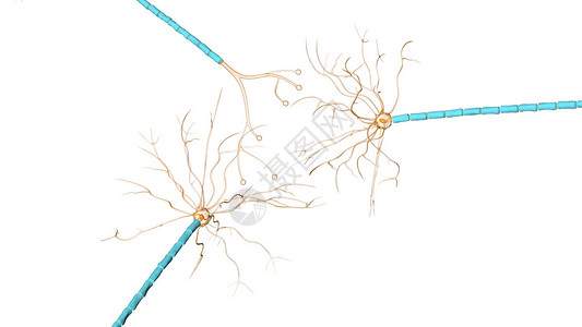 髓鞘多动症中的神经元网络设计图片