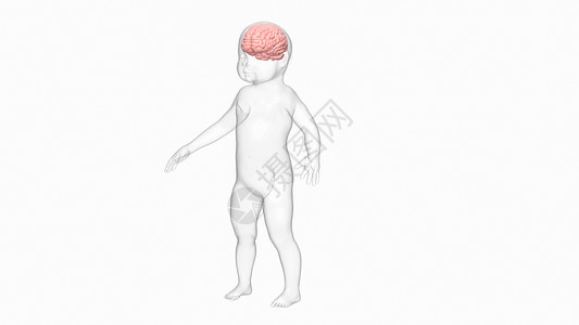 杏仁核自闭症谱系障碍（ASD)设计图片
