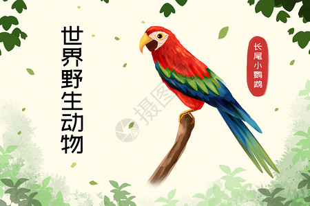 世界野生动物长尾小鹦鹉插画背景图片