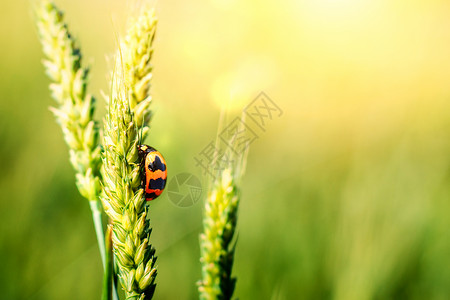 红色瓢虫春天唯美小麦蚜虫设计图片