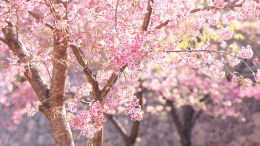 粉色花朵框架天春日阳光下灿烂盛开的樱花GIF高清图片