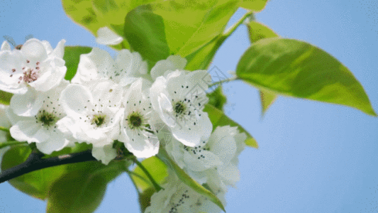 实拍春天枝头上在梨花上采蜜的蜜蜂GIF图片