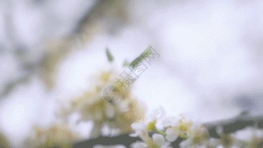 大光圈虚化拍摄盛开的梨花GIF图片