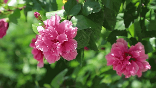 花园鲜花绿叶衬红花夏日扶桑牡丹朱槿红花GIF高清图片