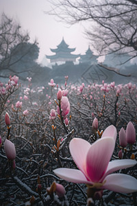 花卉背景竖版背景图片