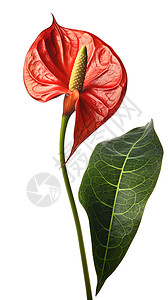 红掌植物植物红掌插画