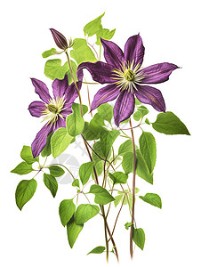 紫色铁线莲手绘鲜花插画
