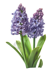 绽放紫色风信子花朵背景图片