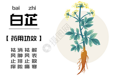 采药图中草药之白芷插画