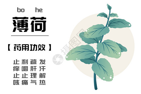 绿色中草药中草药之薄荷插画