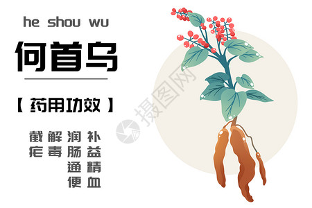 何首乌植株中草药之何首乌插画