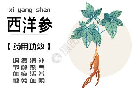 中草药植物中草药之西洋参插画